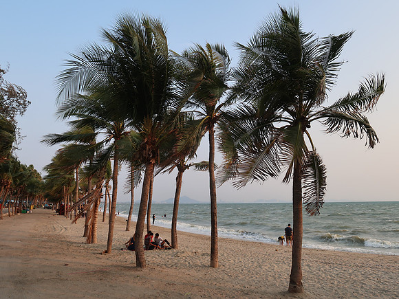 IMG_9305-coconut-trees