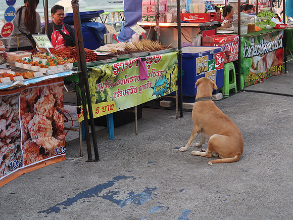 IMG_9319-hungry-dog