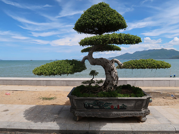 IMG_1446-topiary-tree