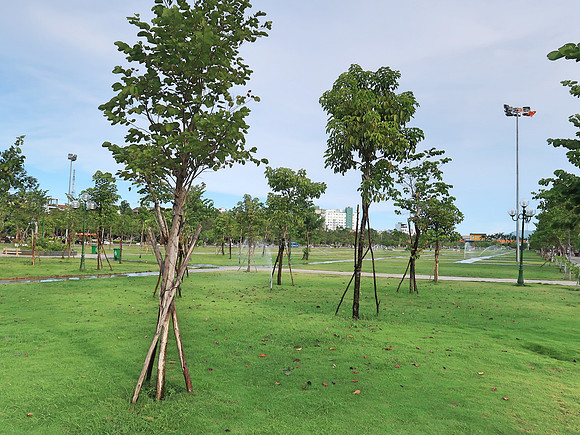 IMG_1491-green-square-trees