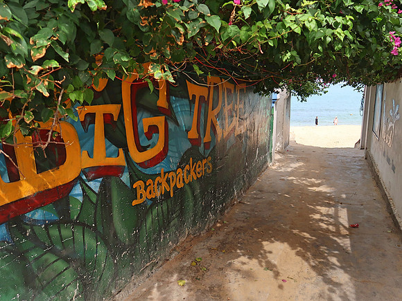 IMG_1287-big-tree-backpackers
