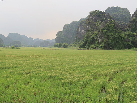 IMG_2024-ricefields