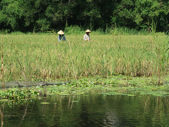 IMG_2054-rice-farmers