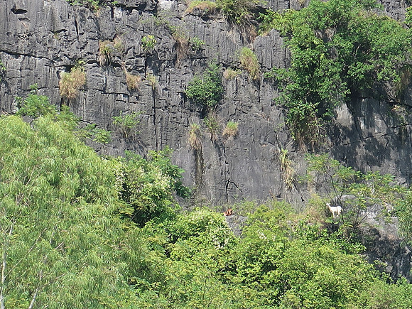 IMG_2056-cliff-goat