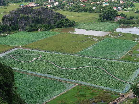 IMG_2147-lotus-field