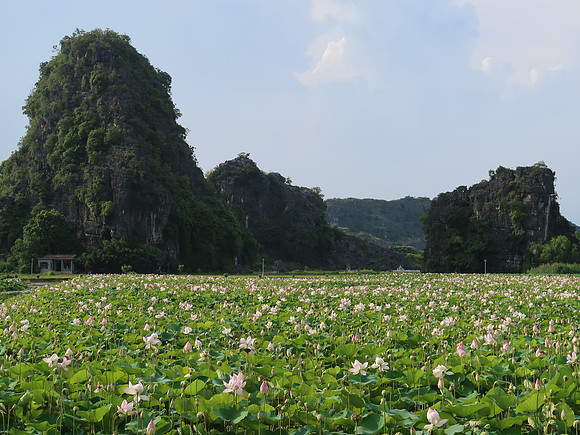 IMG_2155-lotus-garden