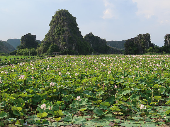 IMG_2158-lotus-field