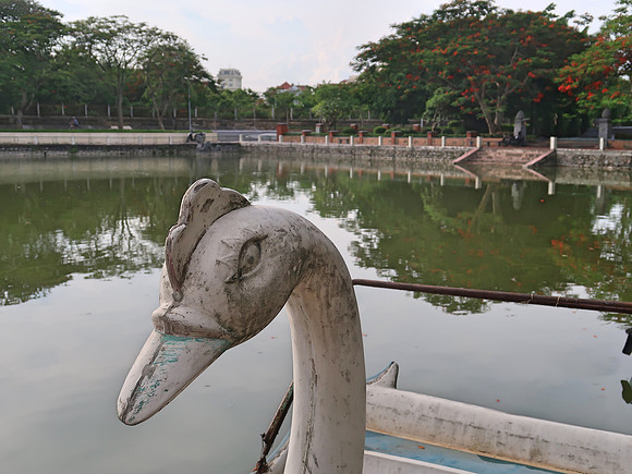 IMG_2285-swan-head