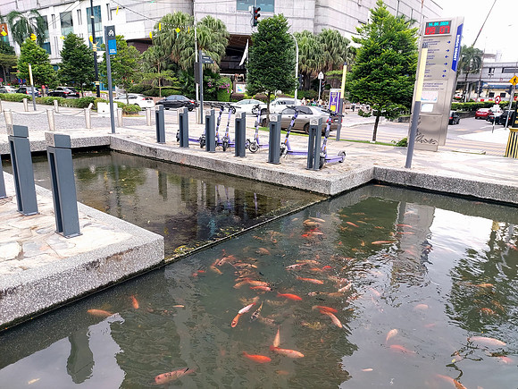 20240414_090730-koi-pond