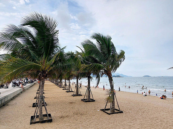 20240331_163129-beach-trees