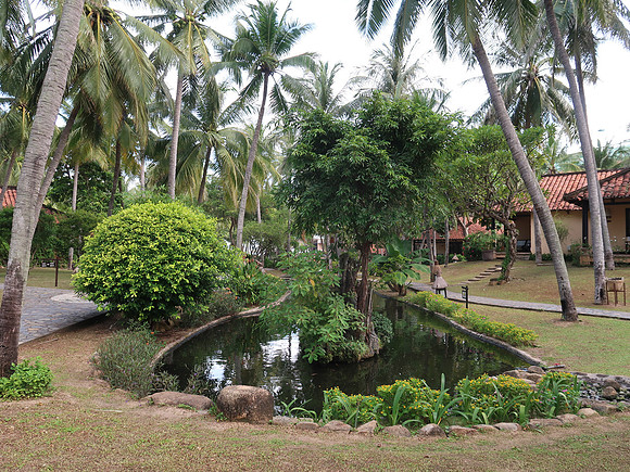 IMG_3037-seahorse-garden