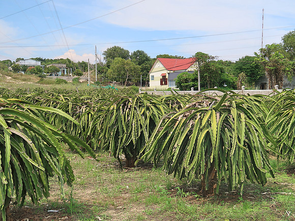 IMG_3322-dragon-fruit-farm