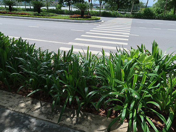 IMG_3665-pedestrian-crossing