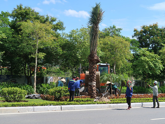 IMG_3674-tree-planting