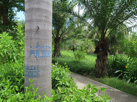 IMG_3705-numbered-tree