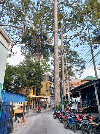 20211219_172100-big-trees