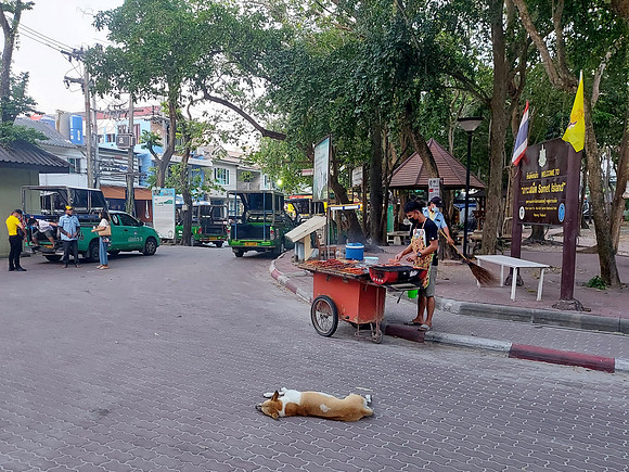 20211220_174611-street-dog