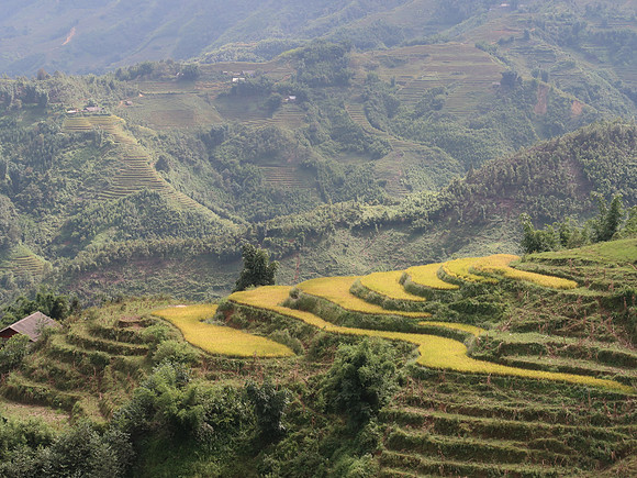 IMG_4127-golden-rice