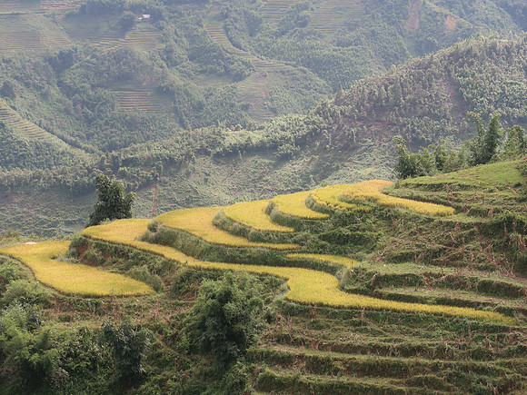 IMG_4131-terraced-rice-field