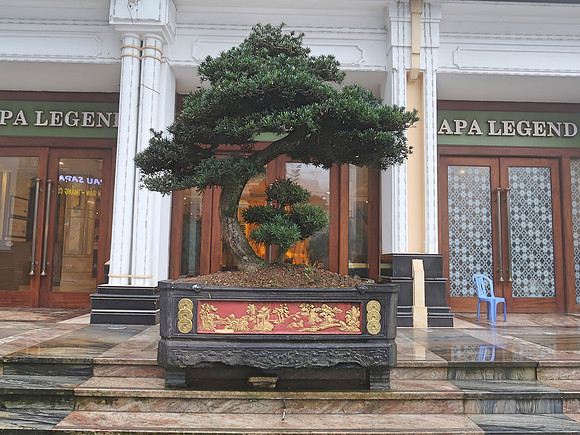 IMG_4296-sapa-legend-bonsai