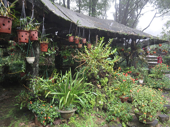 IMG_4349-ham-rong-garden