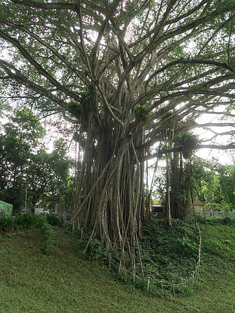 IMG_4446-ficus-drupacea