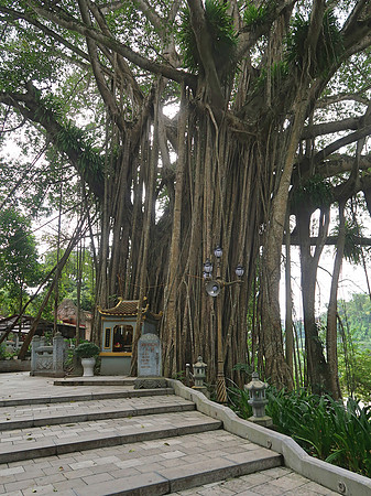 IMG_4447-heritage-tree