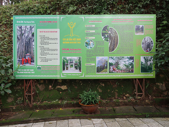 IMG_4450-tree-information
