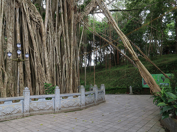 IMG_4451-tree-roots