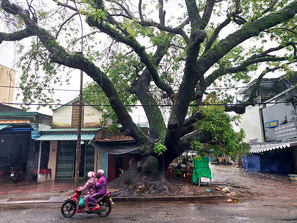 20201130_155800-big-tree