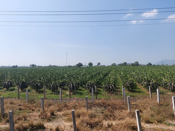 20240330_093641-dragonfruit-farm