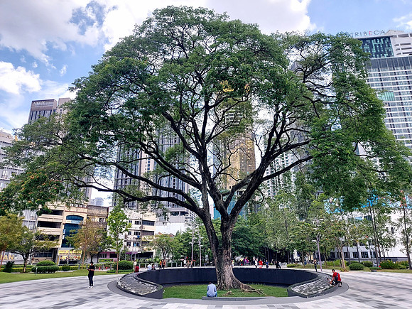 20240411_133315-trx-big-tree