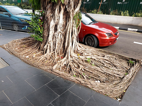 20240412_163217-tree-roots