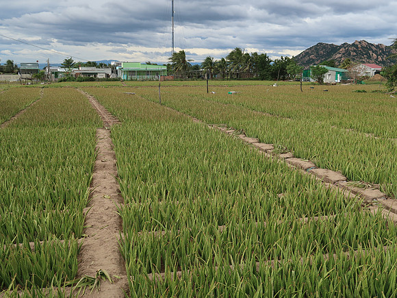IMG_6542-aloe-vera-farm