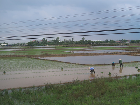 IMG_2381-rice-fields-view