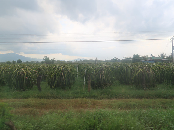 IMG_3494-dragon-fruit-from-phan-thiet