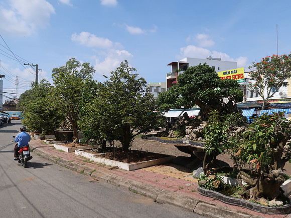 IMG_6696-big-bonsai-trees