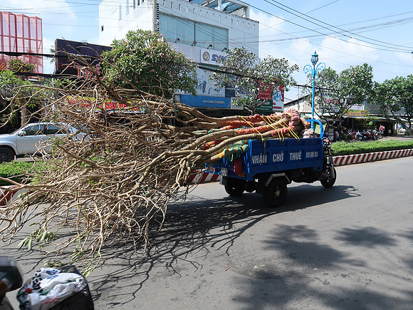 IMG_6706-tree-transporter