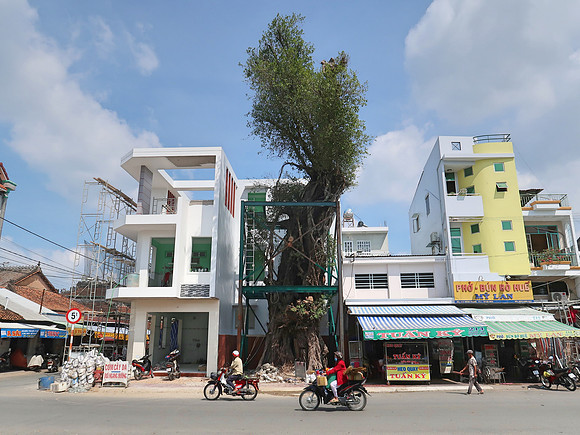 IMG_6720-boxed-tree