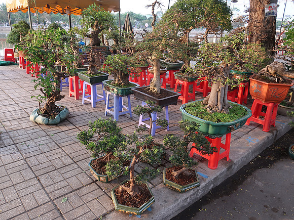 IMG_7198-bonsai-market