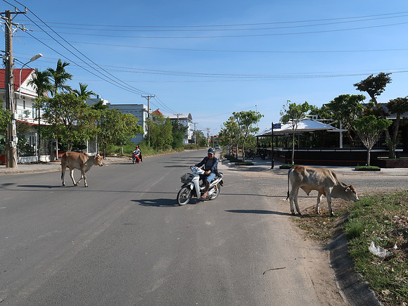 IMG_7305-tran-phu-cows