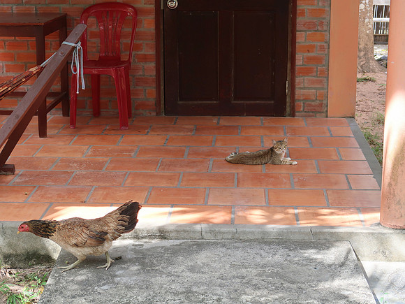 IMG_7414-huong-giang-bungalow-cat-and-chicken