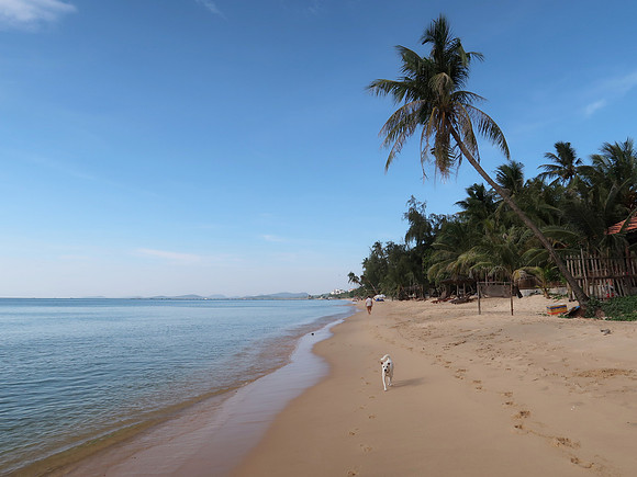 IMG_7434-beach-dog