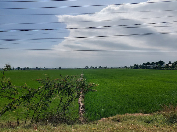 20210109_100930-rice-kien-giang