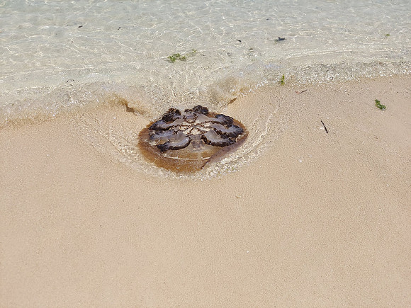 20220207_123903-beached-jelly