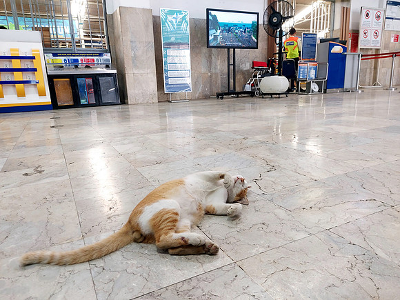20240428_095346-bandung-station-cat