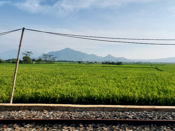 20240429_073053--ricefield-and-wire