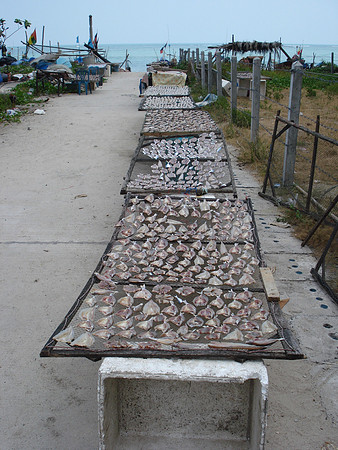 Drying fish, Hua Thanon, Koh Samui - Thailand.