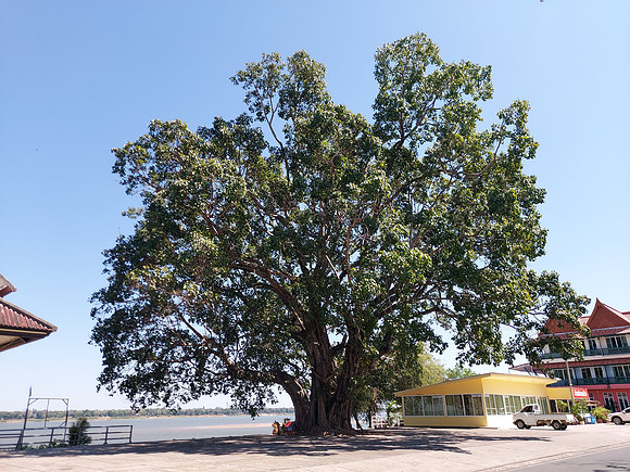 20220224_132002-big-tree