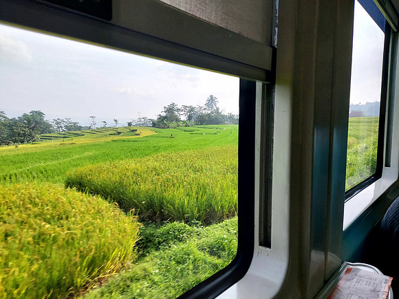 20240429_082901-rice-fields-view